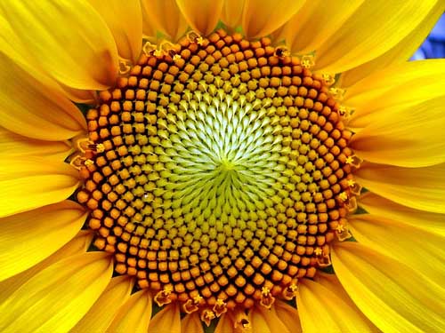 Sunflower and geometry